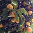 Grove - Sweet Orange, Bergamot & Calendula Bar Soap